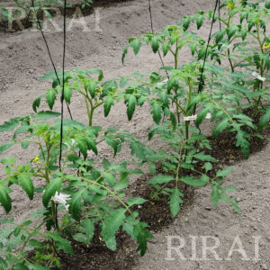 RIRAI トマト定植後-4